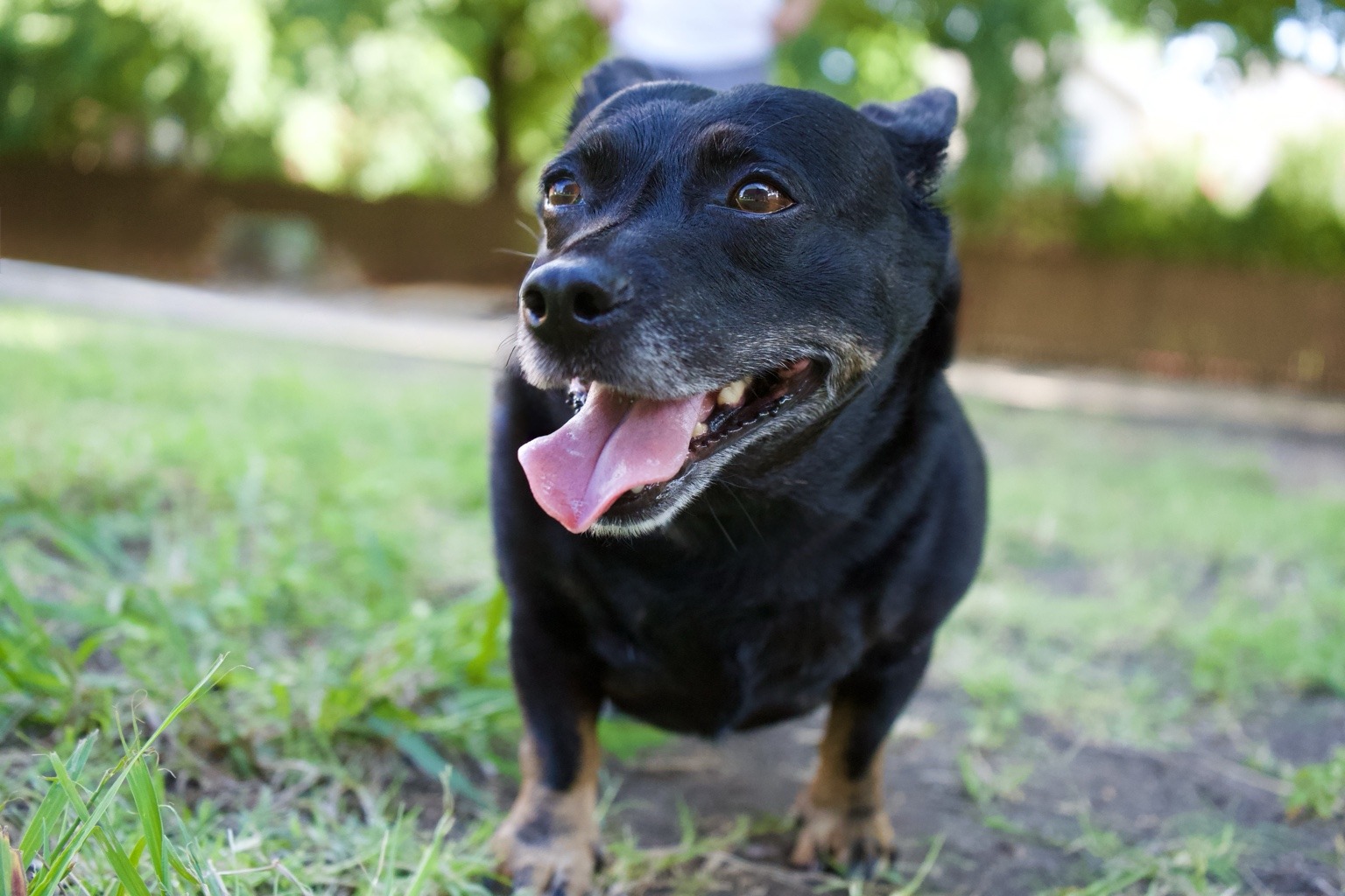 Sample pet photo for the review layout