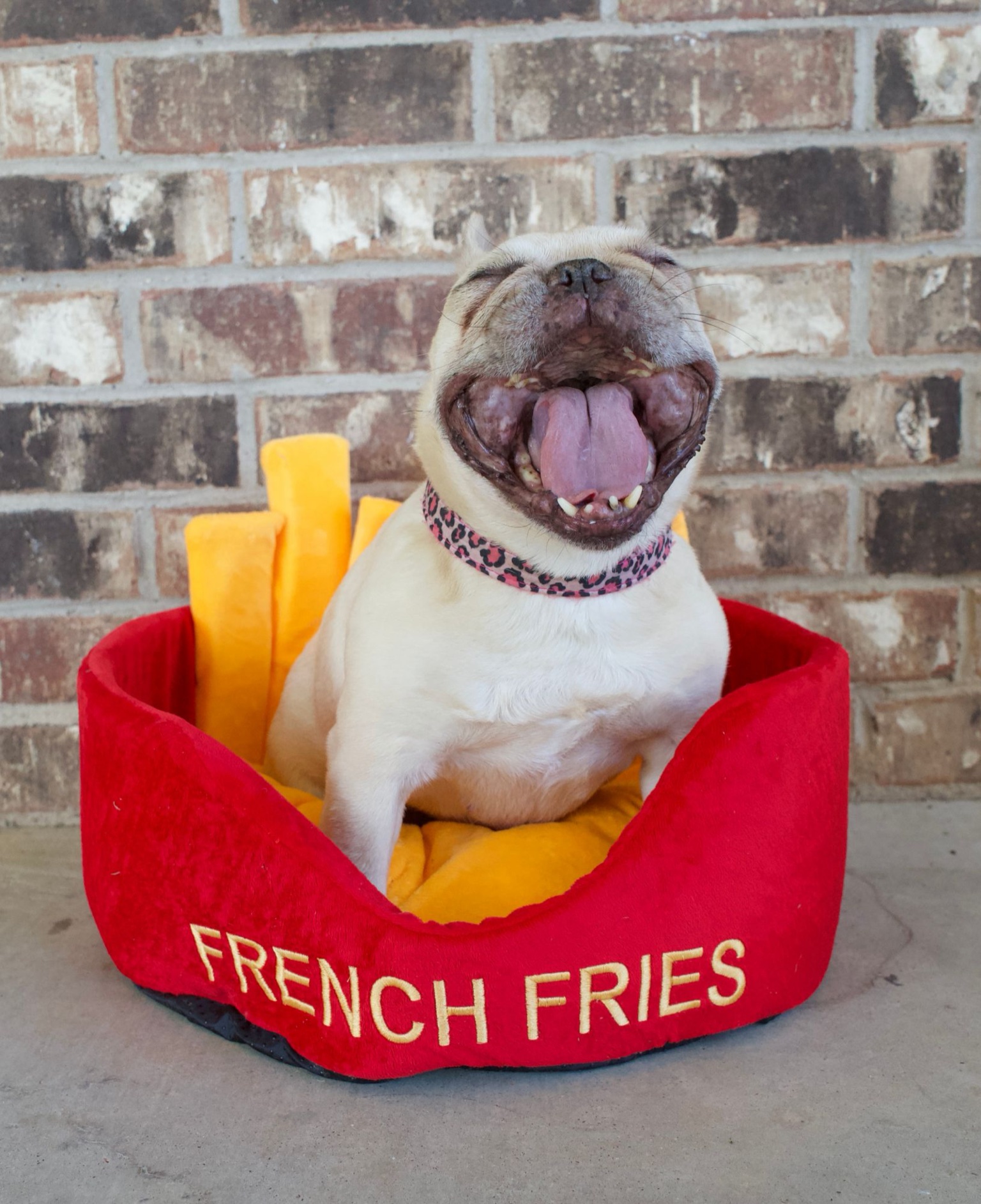 Blondie laughing with eyes closed in a French fries pet bed