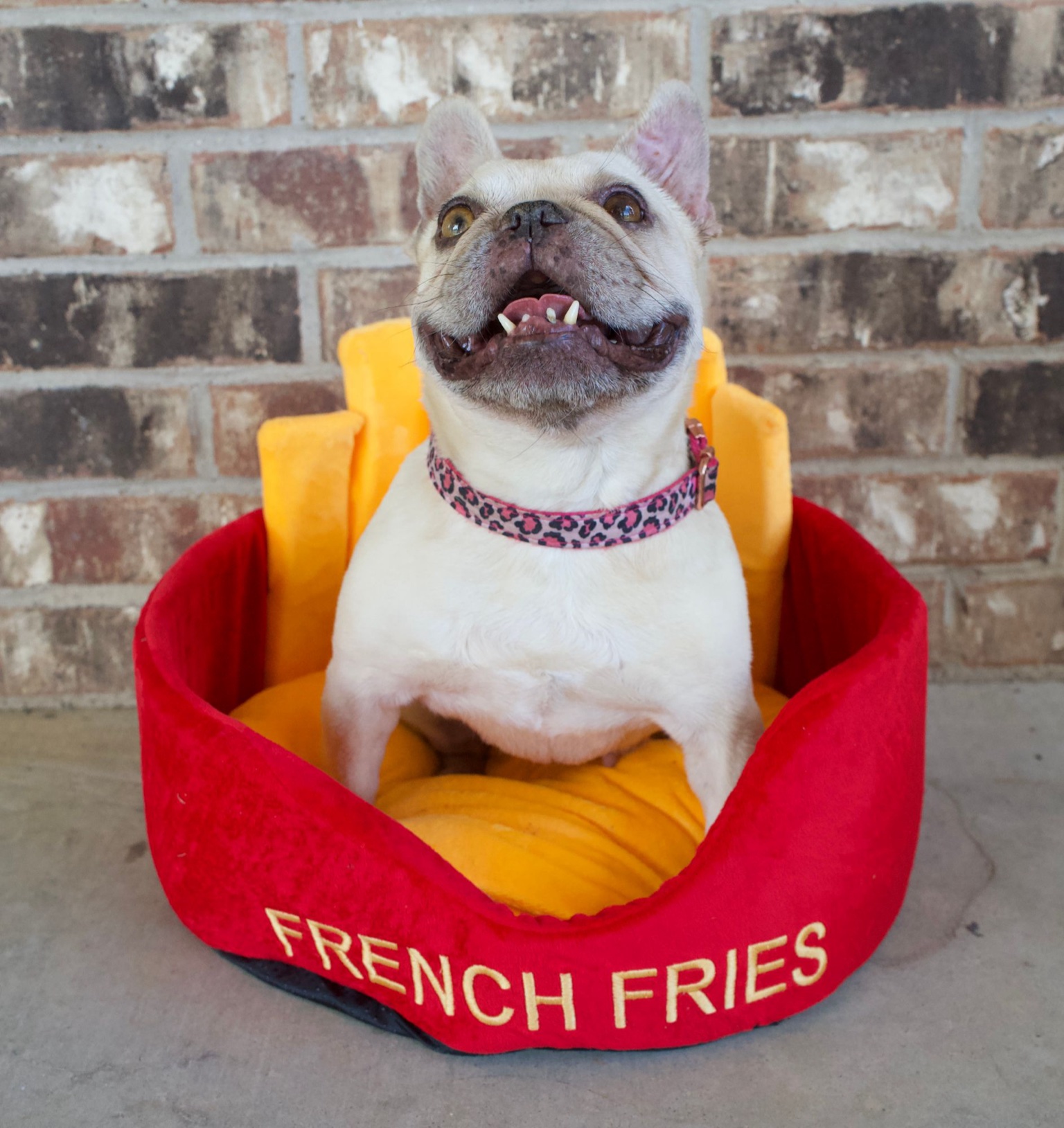 Blondie sitting in a French fries pet bed, smiling up at the camera