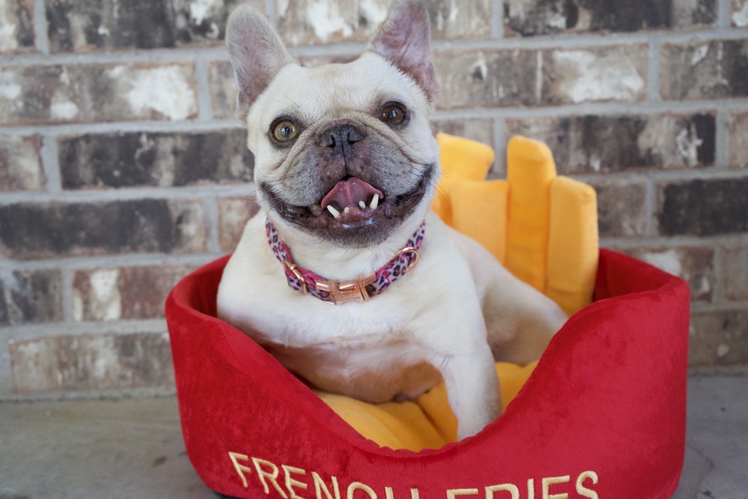 Blondie leaning out of a French fries pet bed with a big smile