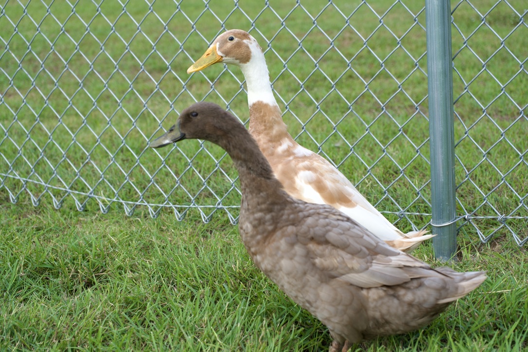 Two runner ducks, one brown and one white and tan, walking along a fence