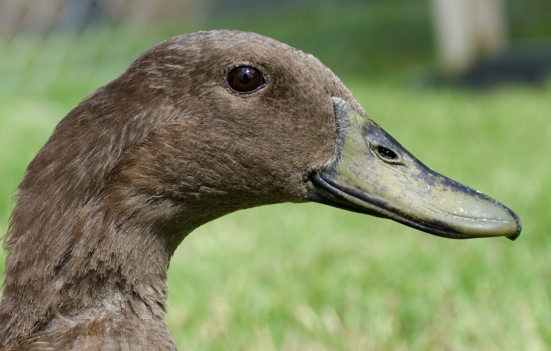 A close-up profile of the brown duck