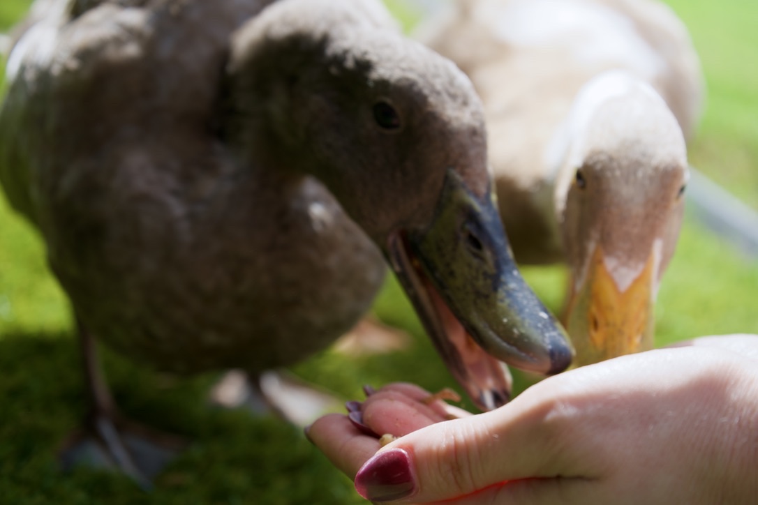 The ducks eating from an open hand