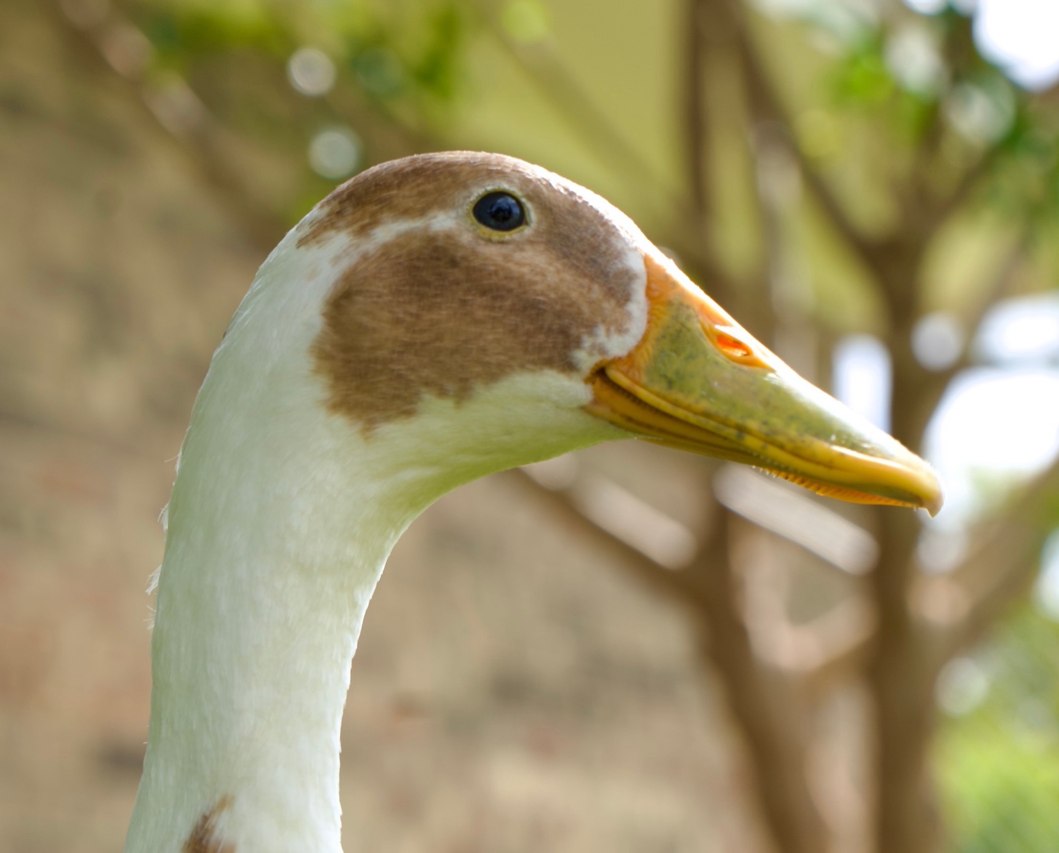 A close-up of the white and tan duck’s head and bill