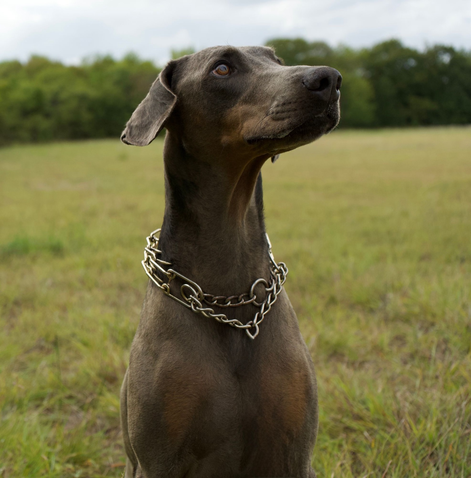Emrys sitting tall in a grassy field, gazing upward