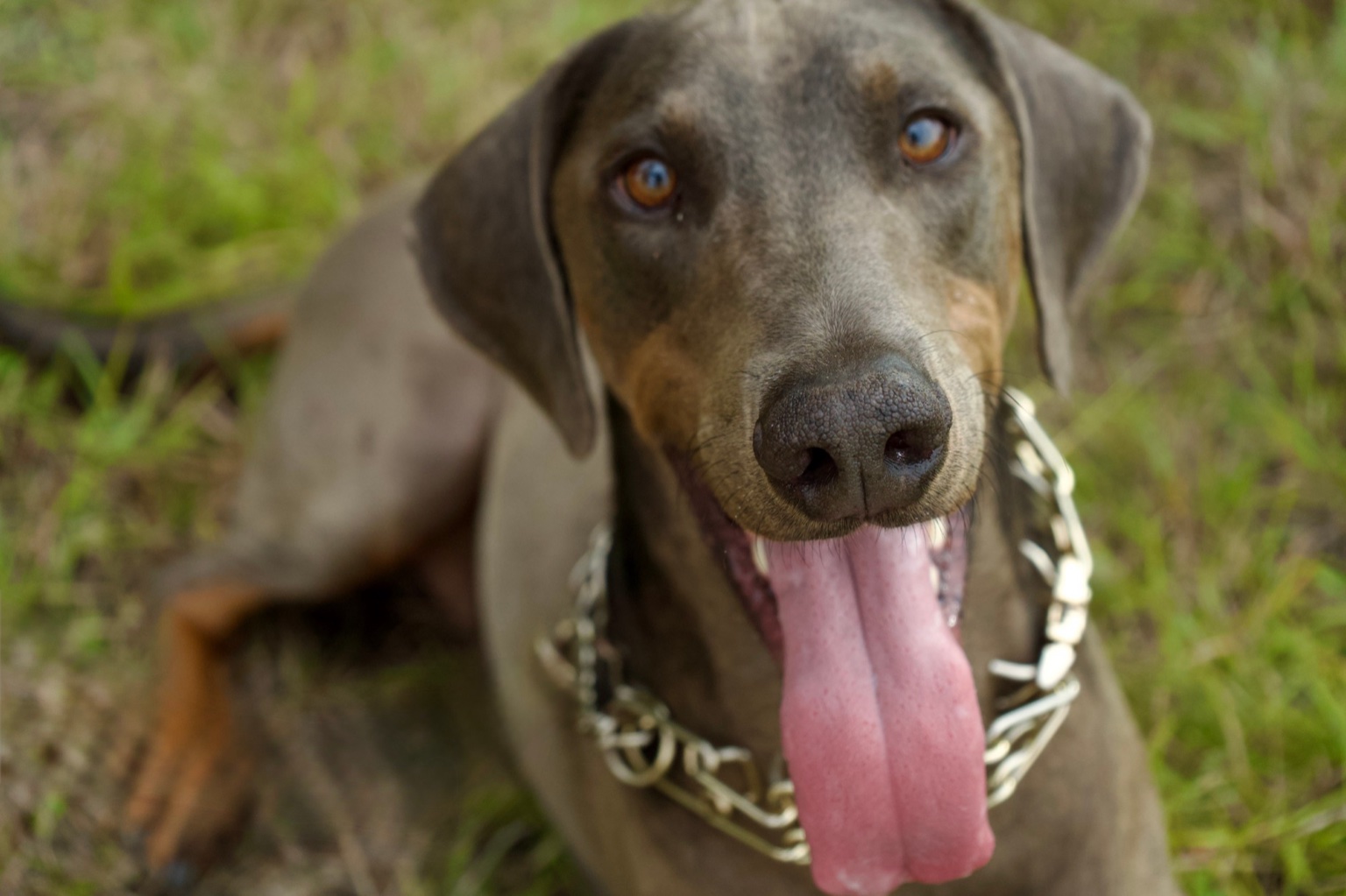 A close-up of Emrys smiling with his tongue out