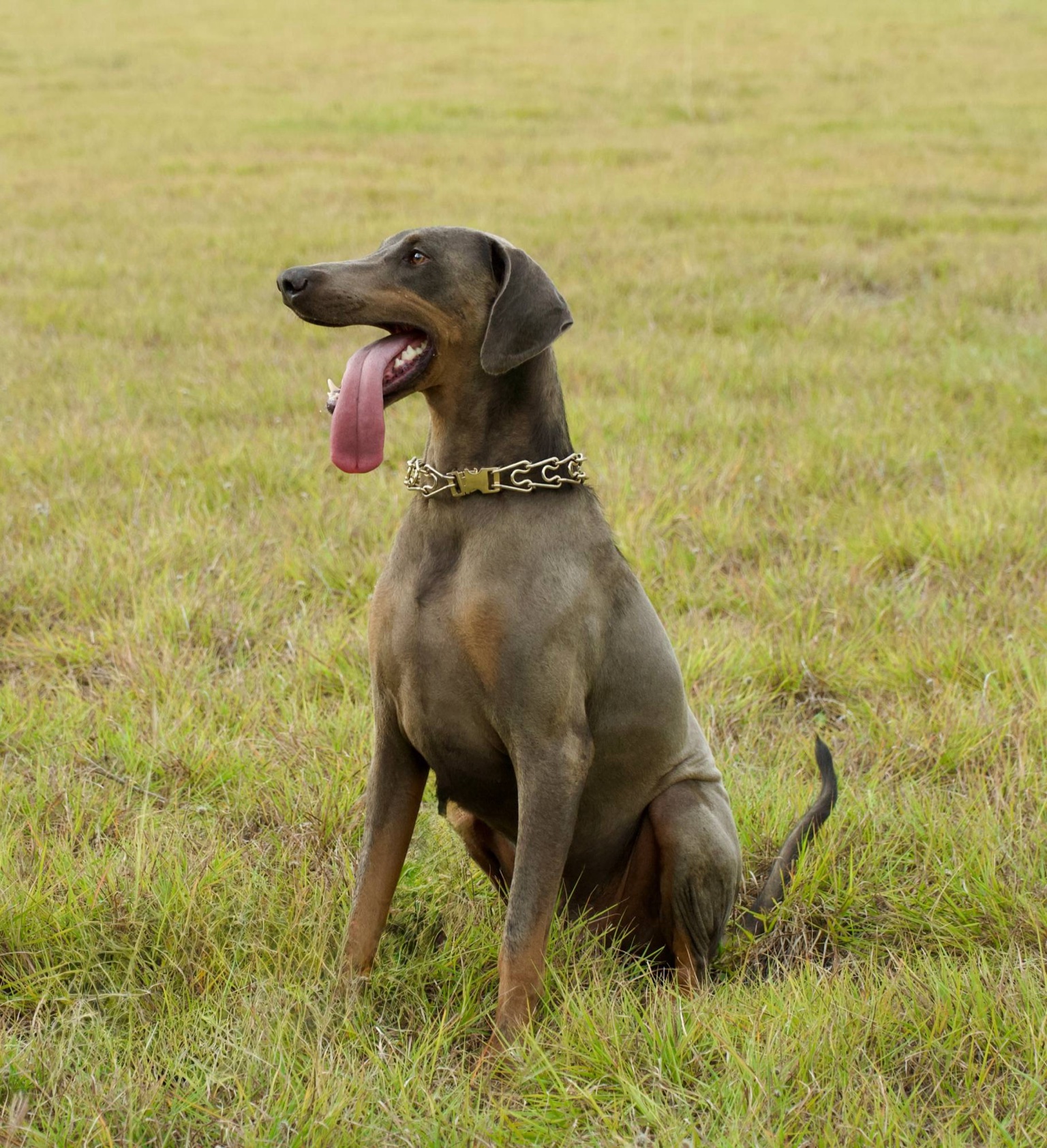 Emrys sitting in an open field with his tongue out