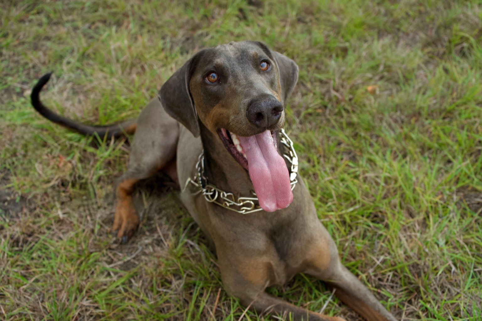 Emrys lying in the grass, looking up at the camera
