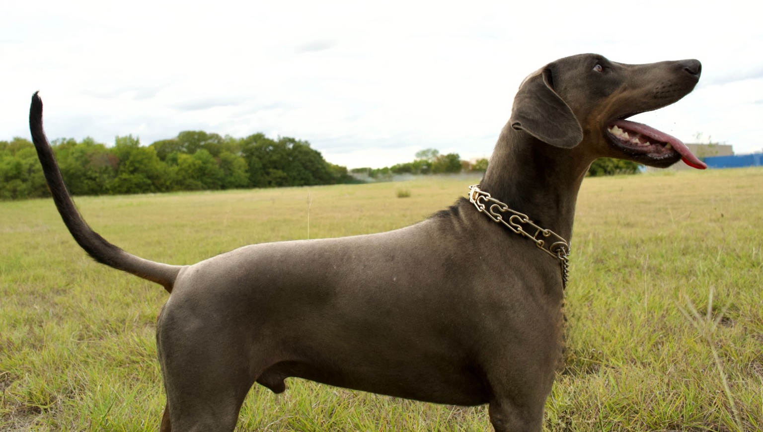 Emrys standing in profile in a field with his tail raised