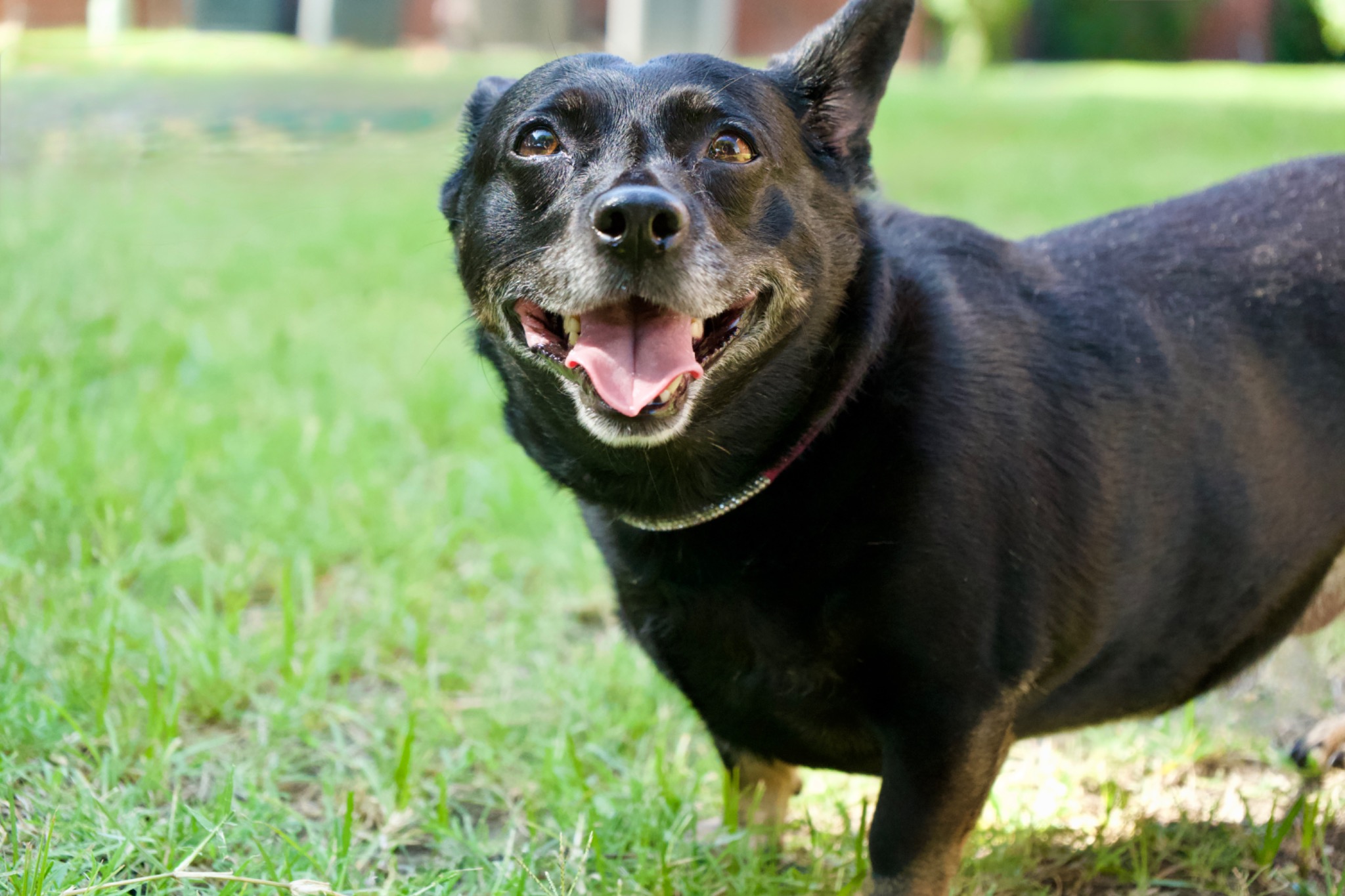 Happy black and tan dog enjoying the outdoors on green grass