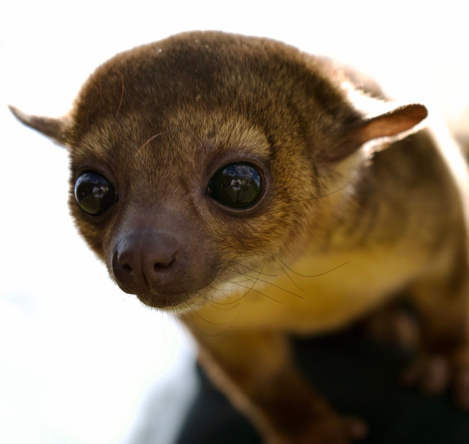 A close-up of the kinkajou’s big dark eyes and soft nose