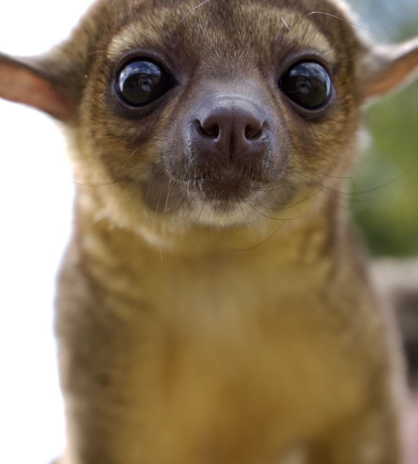 The kinkajou peering straight into the camera