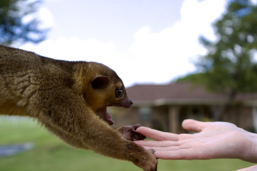 The kinkajou reaching out for an open hand