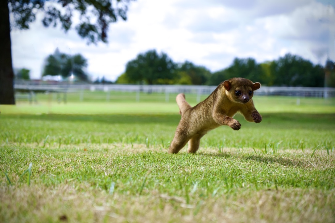 The kinkajou bounding across the grass toward the camera