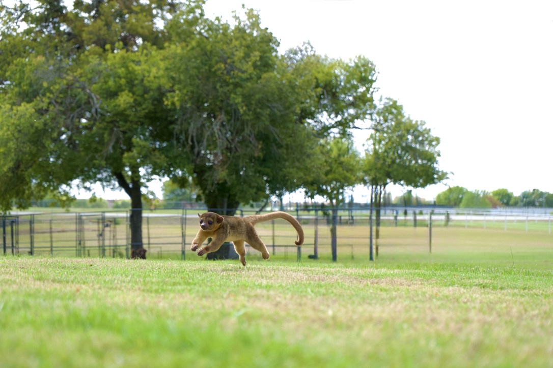 The kinkajou leaping through the yard with tail curled