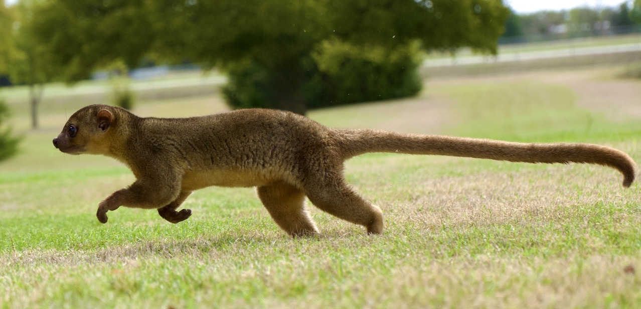The kinkajou walking low across the grass with tail stretched out