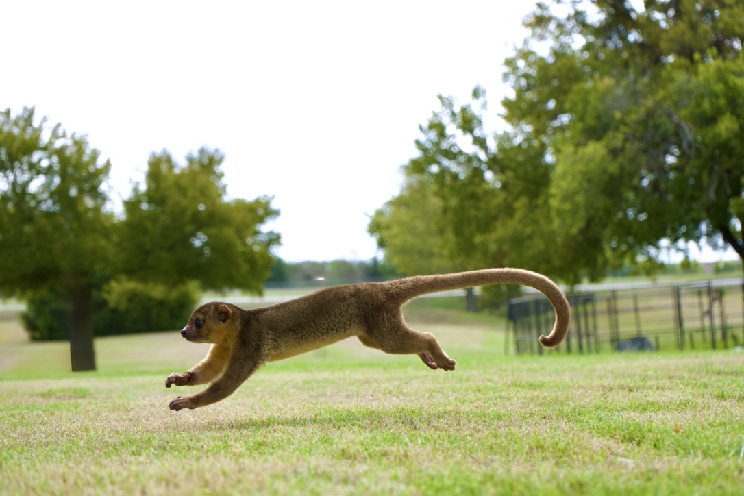 The kinkajou mid-leap above the grass with tail curled high