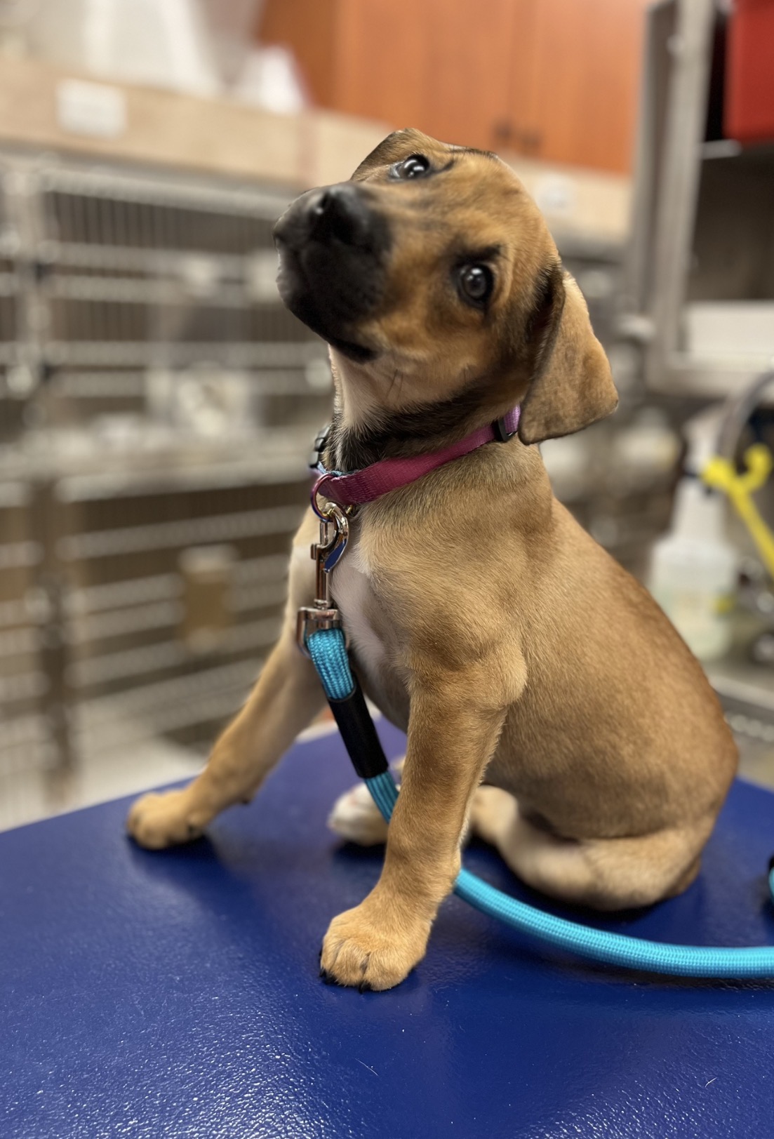 Brown puppy with a pink collar tilting their head toward the camera