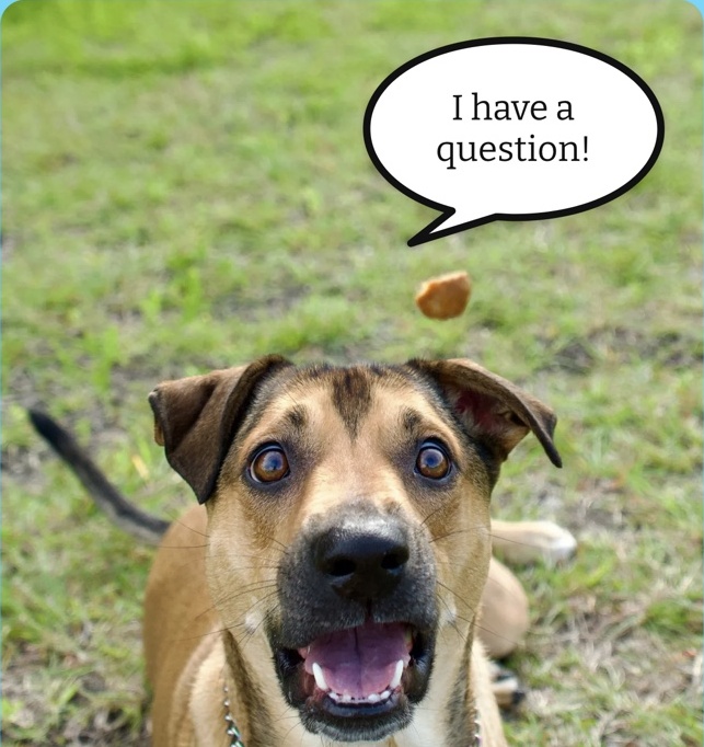 Dog looking up at a treat with a speech bubble saying I have a question!