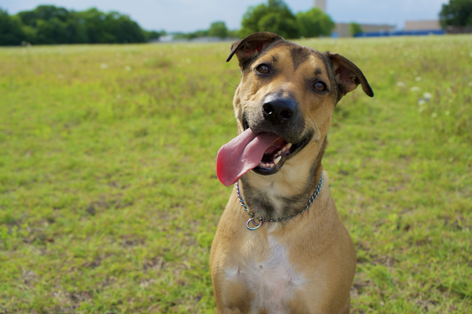 Sample pet photo for the review layout
