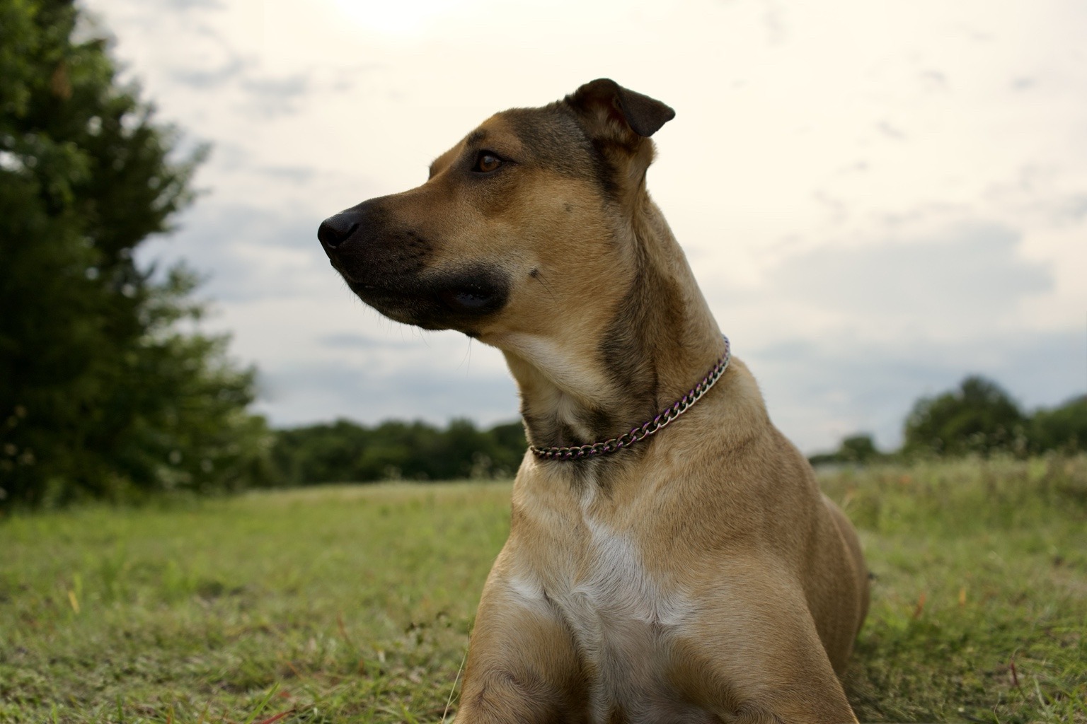 Rosie looking to the side in a grassy field