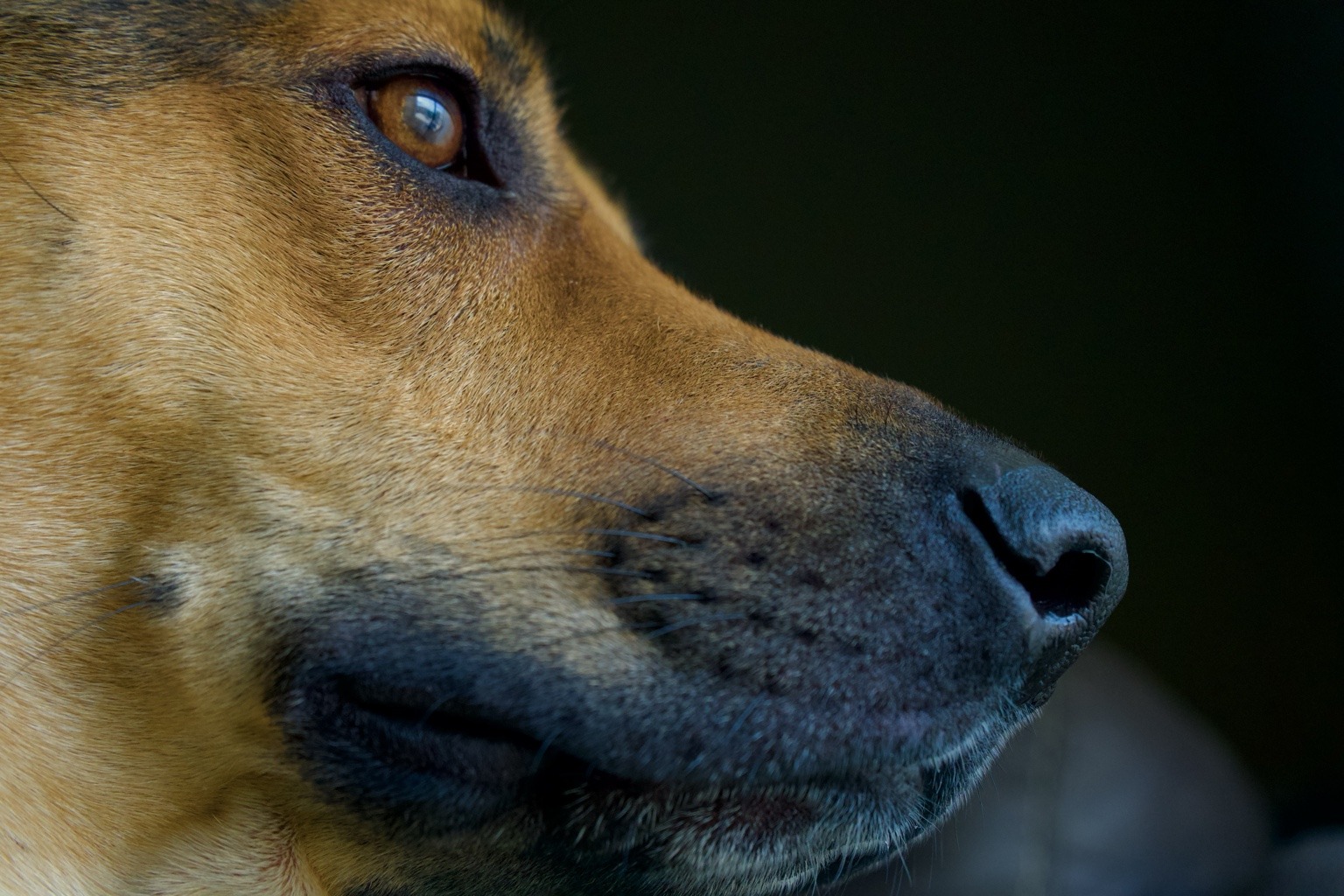 A close-up of Rosie’s eye and muzzle