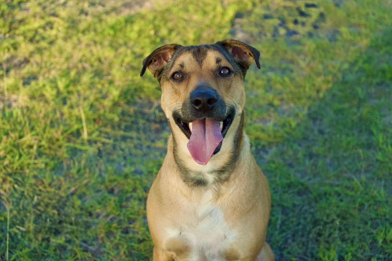 Sample pet photo for the review layout