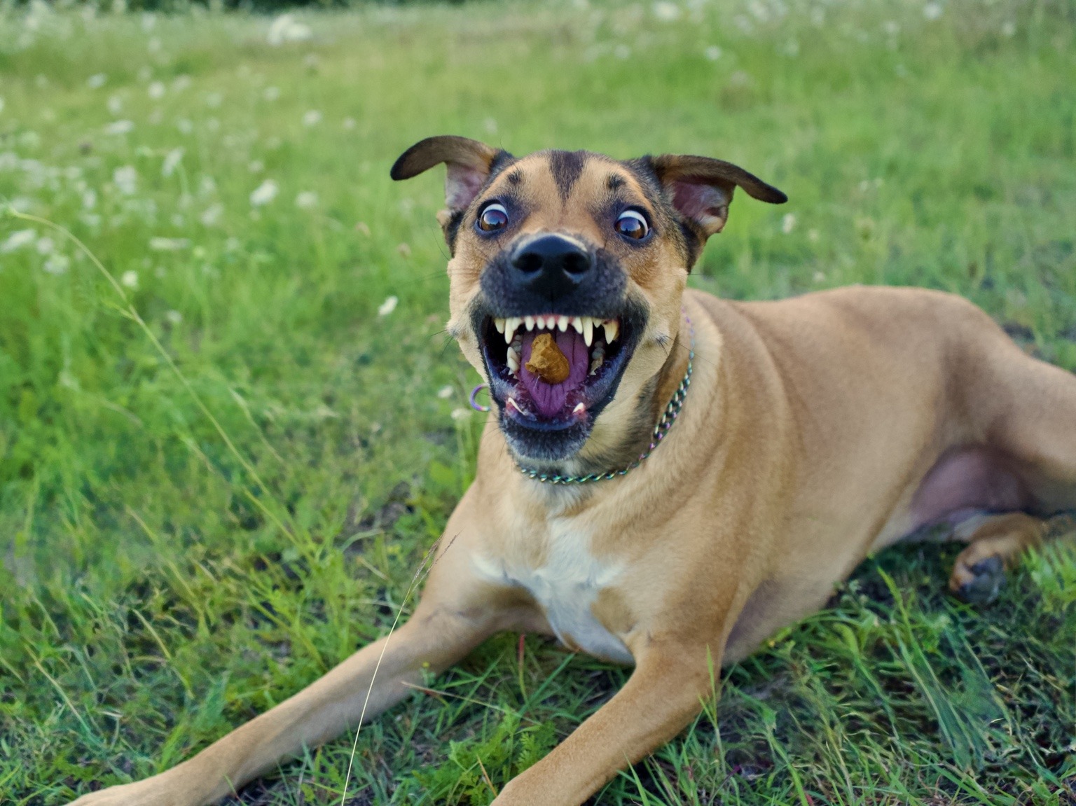 Rosie catching a treat in the tall grass