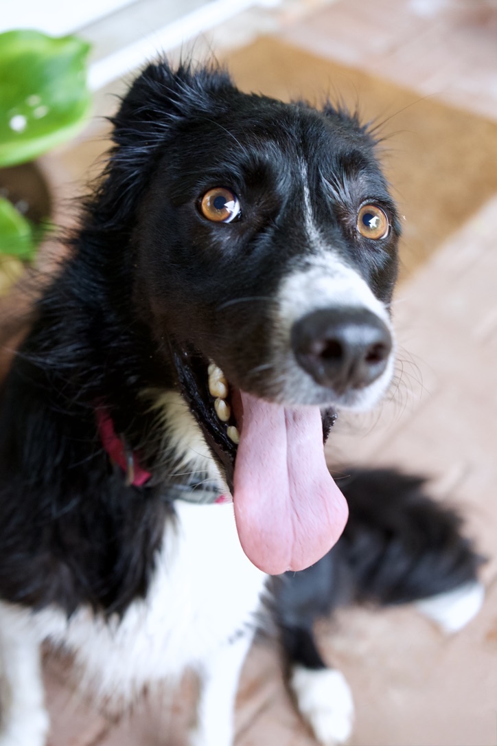A close-up of Suki looking up with a big tongue-out smile