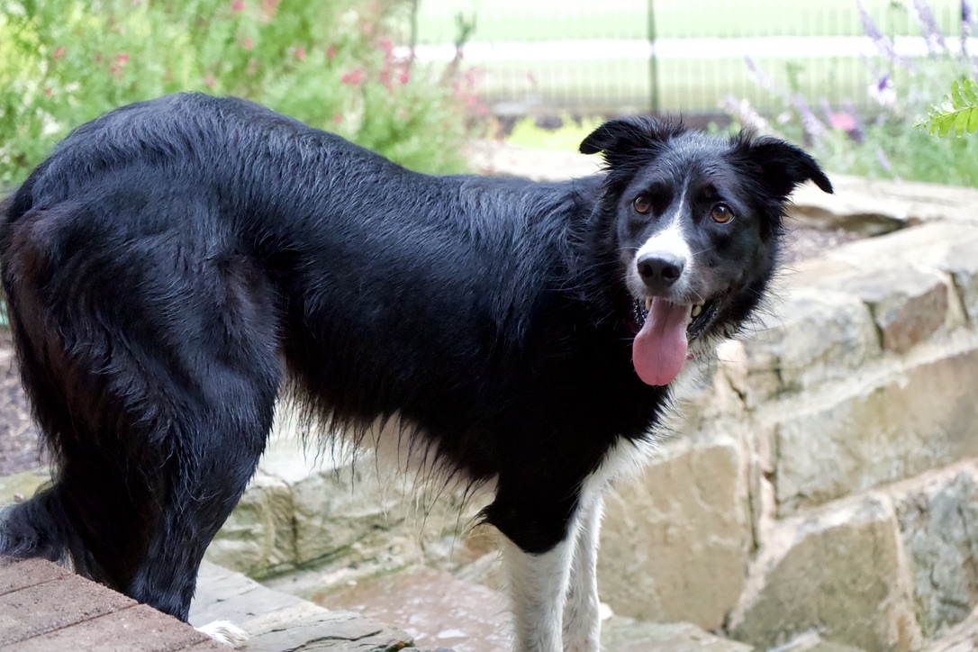 Suki standing on a garden step, looking back at the camera