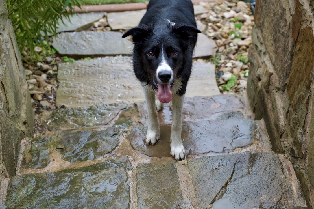 Suki walking up wet stone steps toward the camera