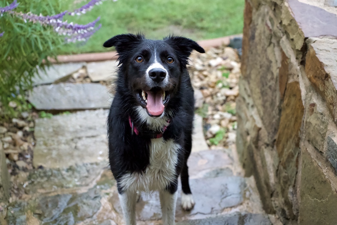 Suki smiling on the stone garden steps