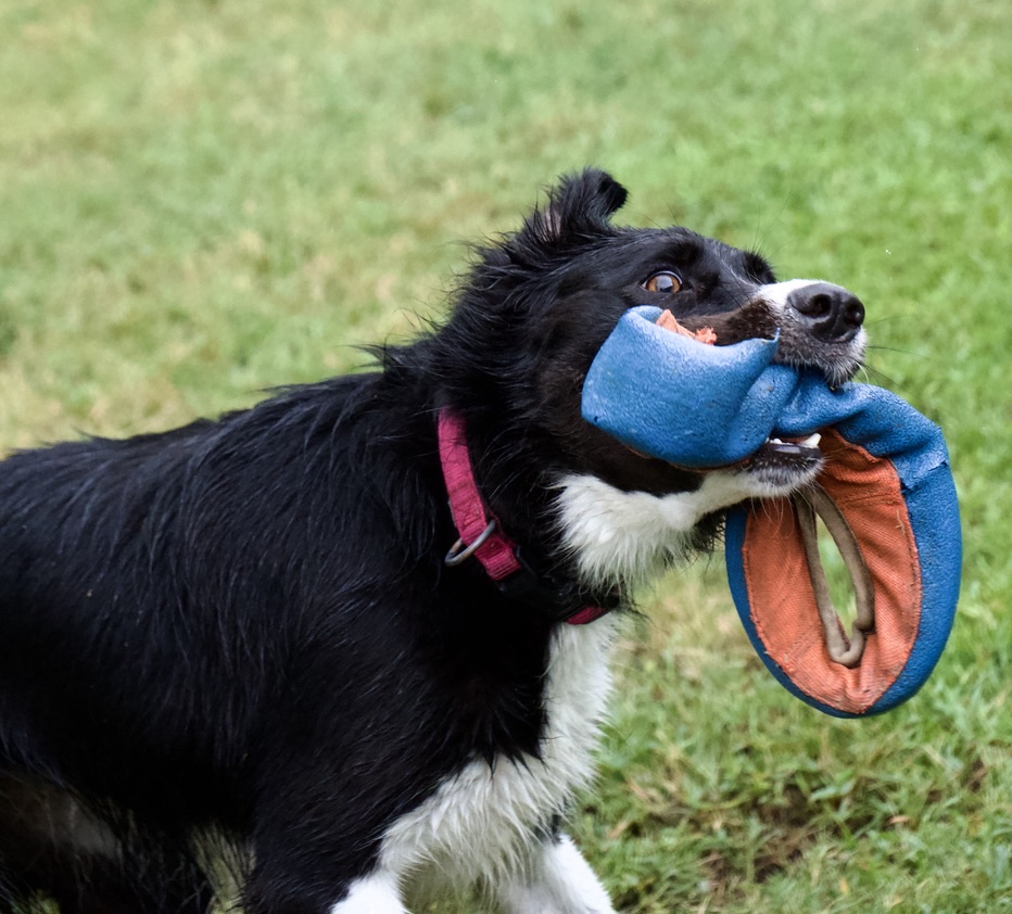 Suki carrying a blue flying disc across the yard