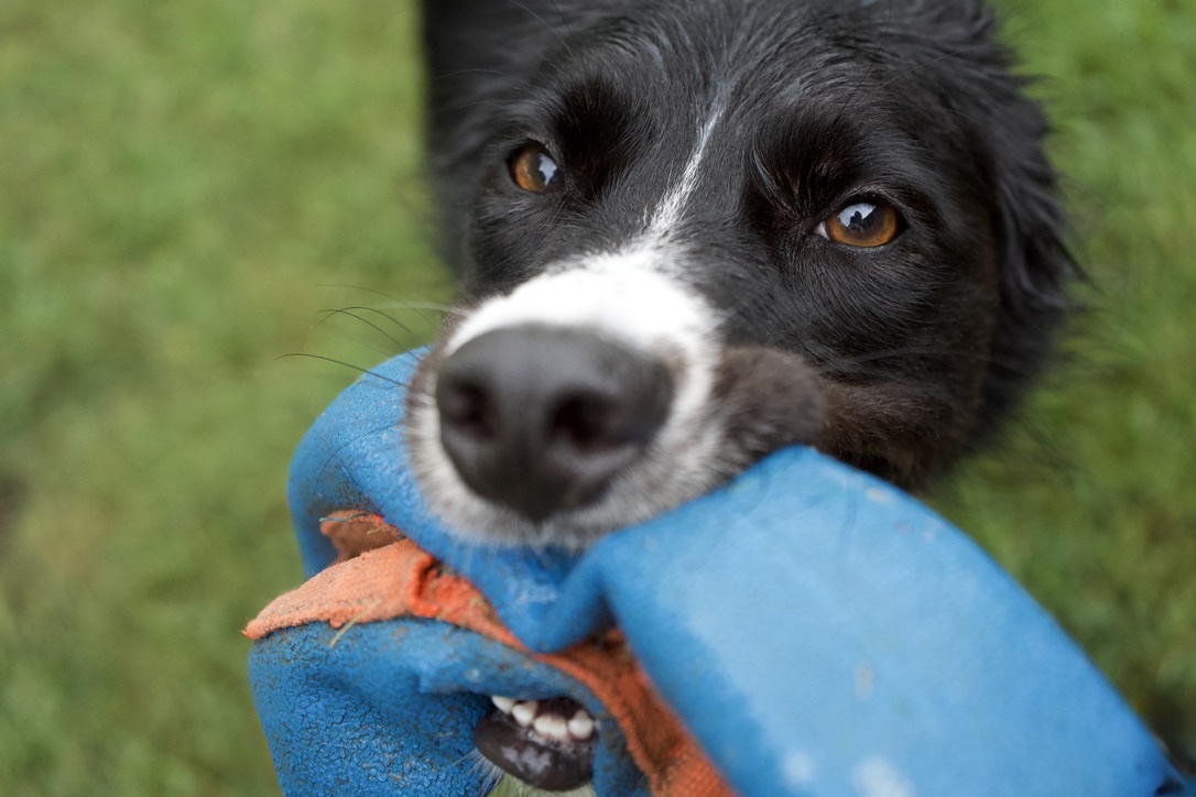 A close-up of Suki tugging on a blue toy