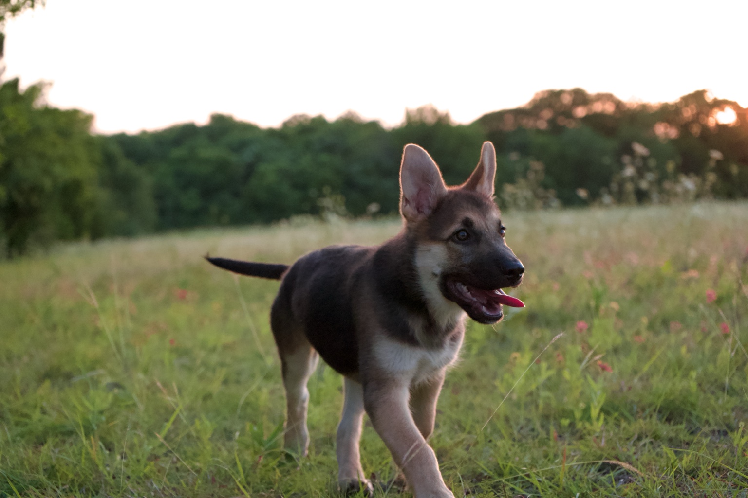 Tifa exploring her backyard at sunset
