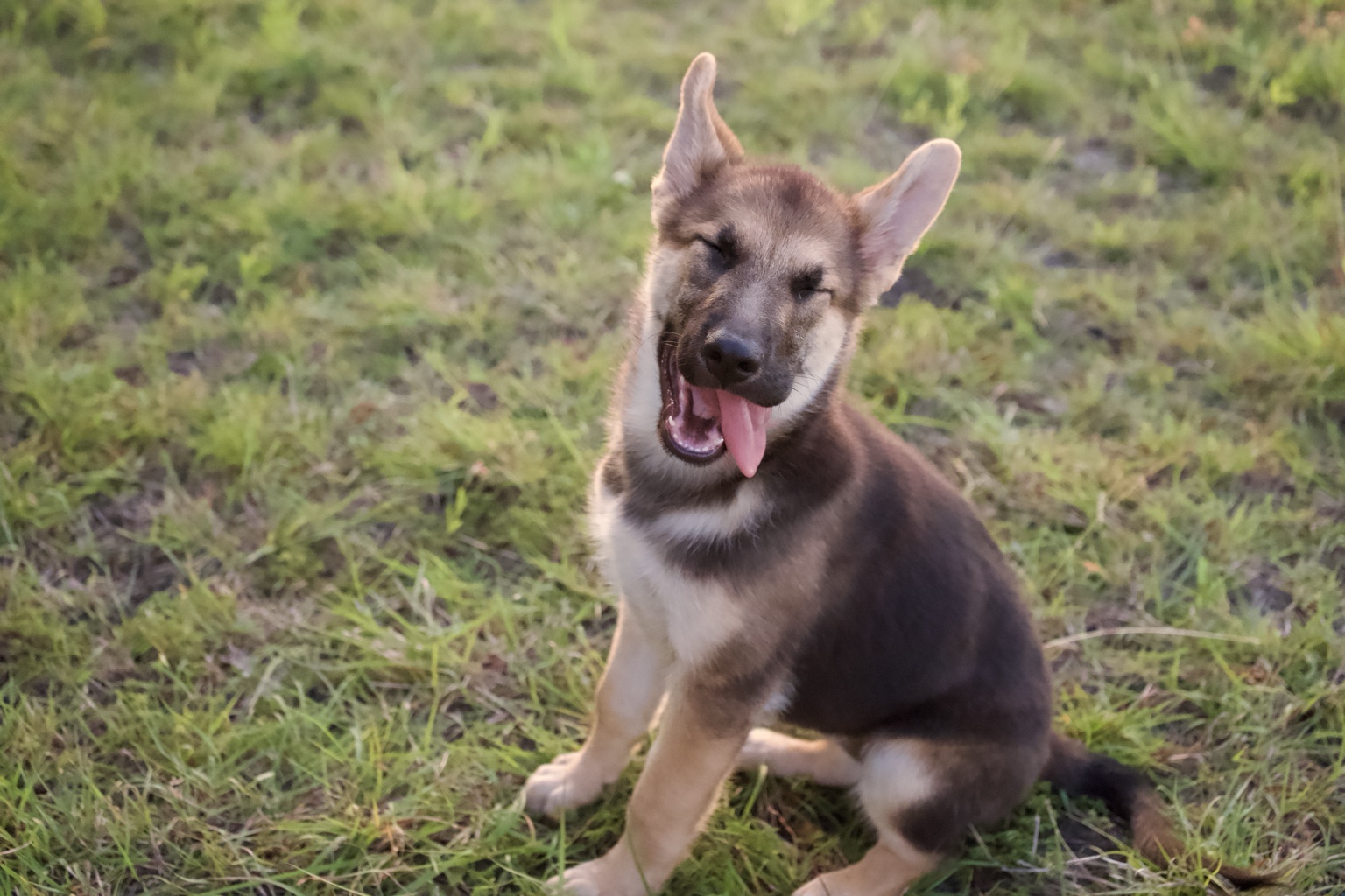 Tifa sitting in the grass with a playful expression