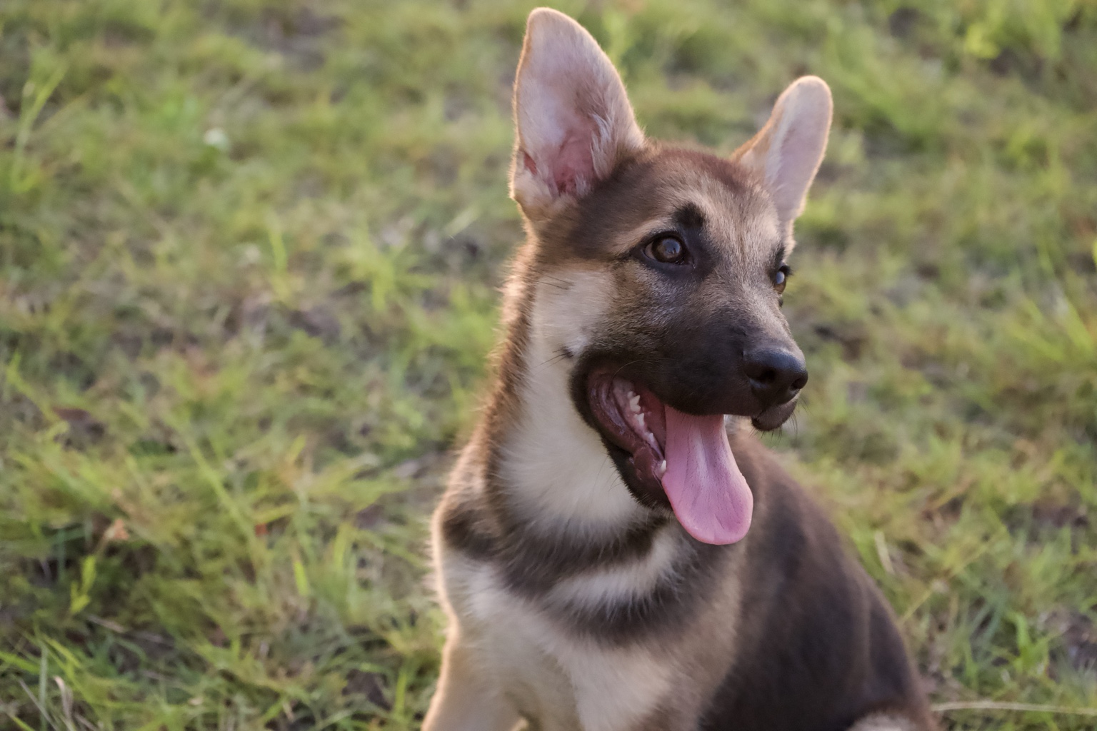 Tifa smiling in the evening light