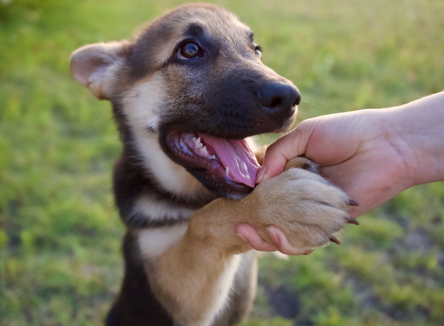 Tifa sharing a paw with her person