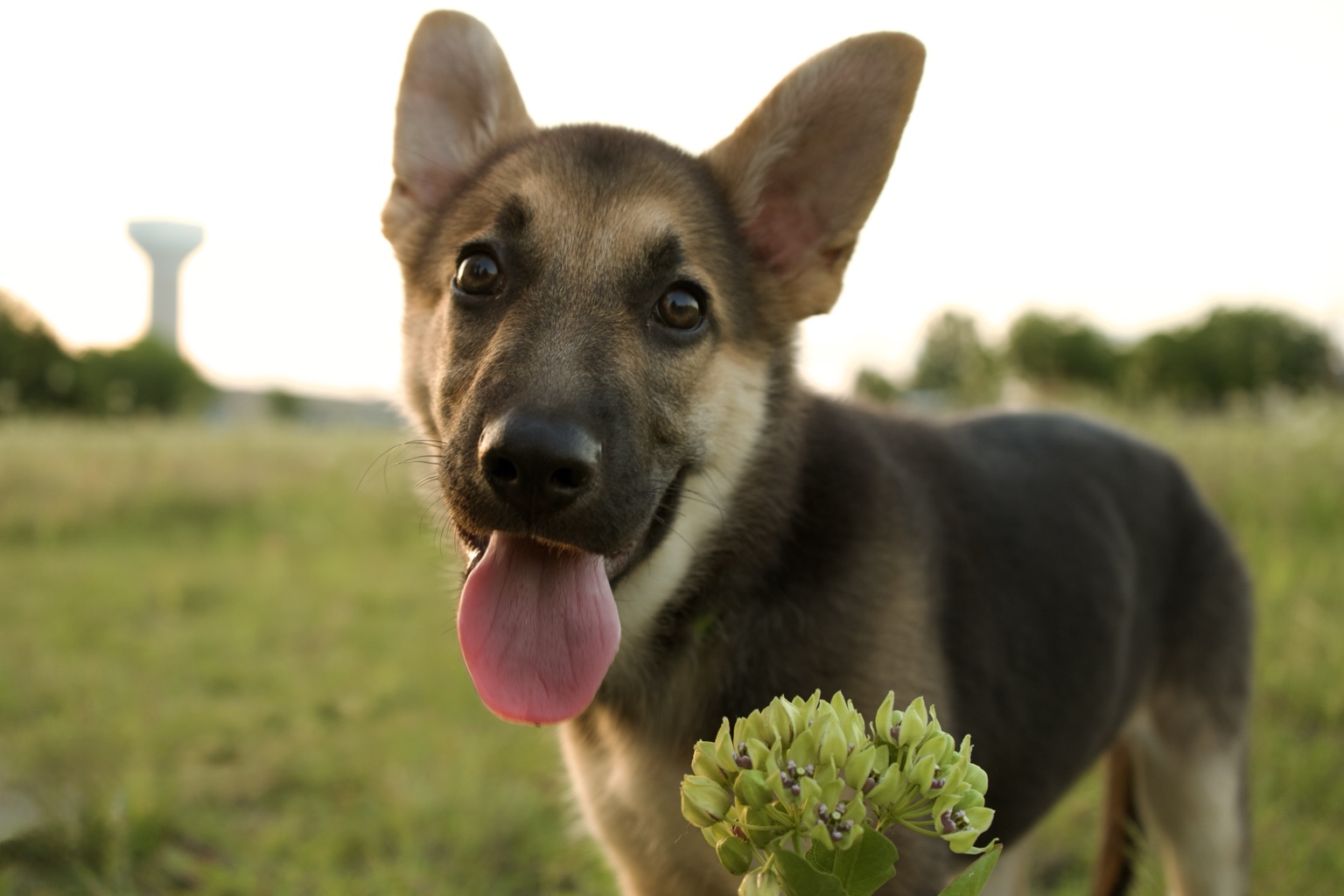 Tifa beside a flower in the sunset light