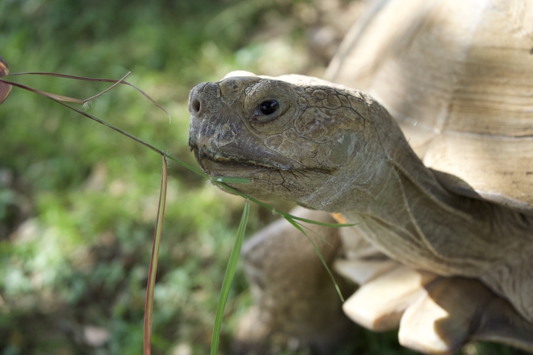 A tortoise reaching for a blade of grass