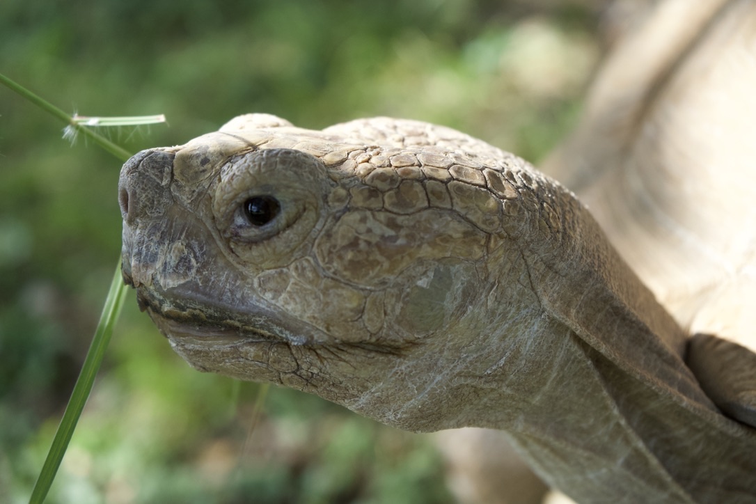 A close-up of a tortoise’s textured face
