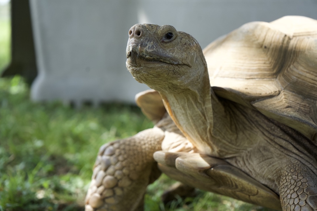 A tortoise stretching its neck tall in the grass