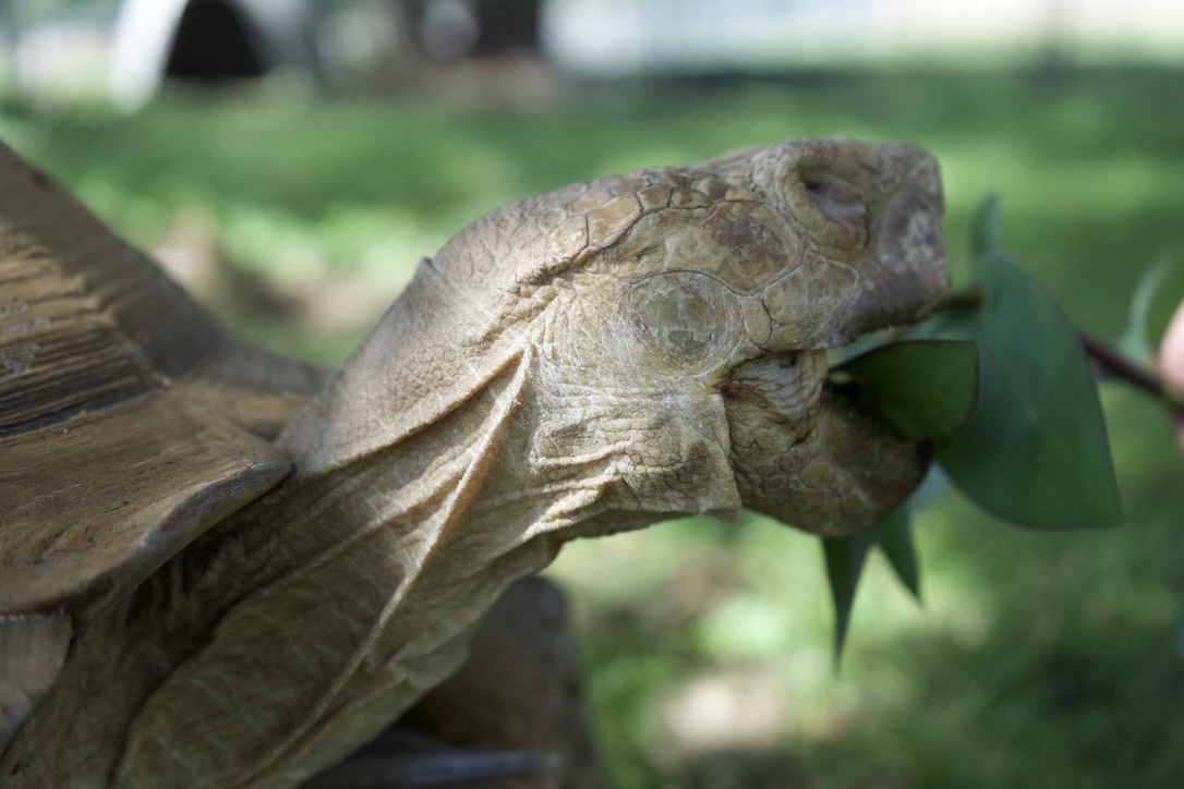 A tortoise taking a bite of green leaves
