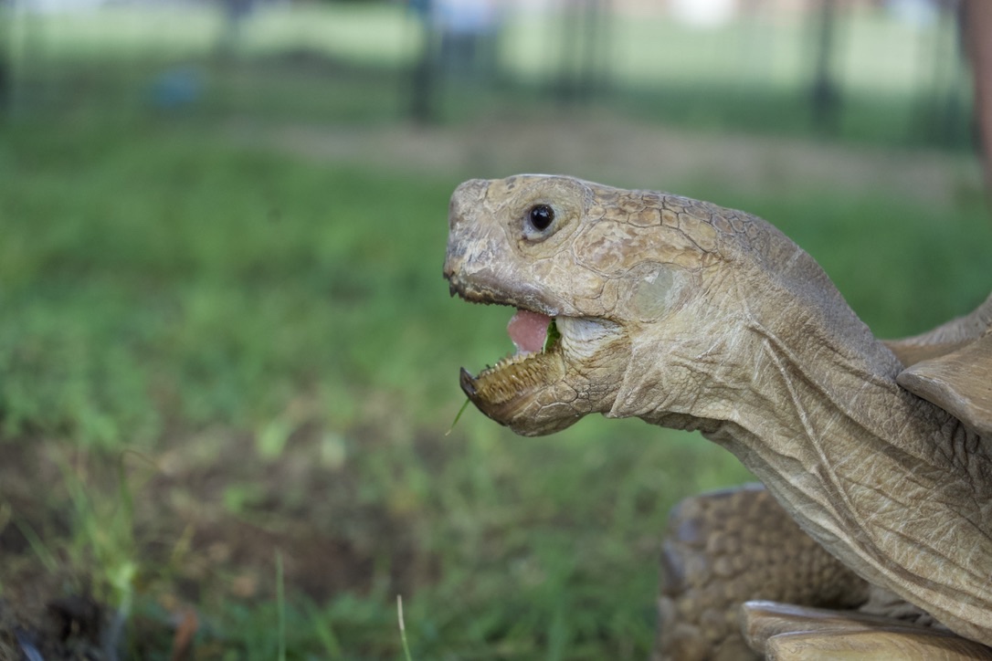 A tortoise mid-bite in the grassy yard