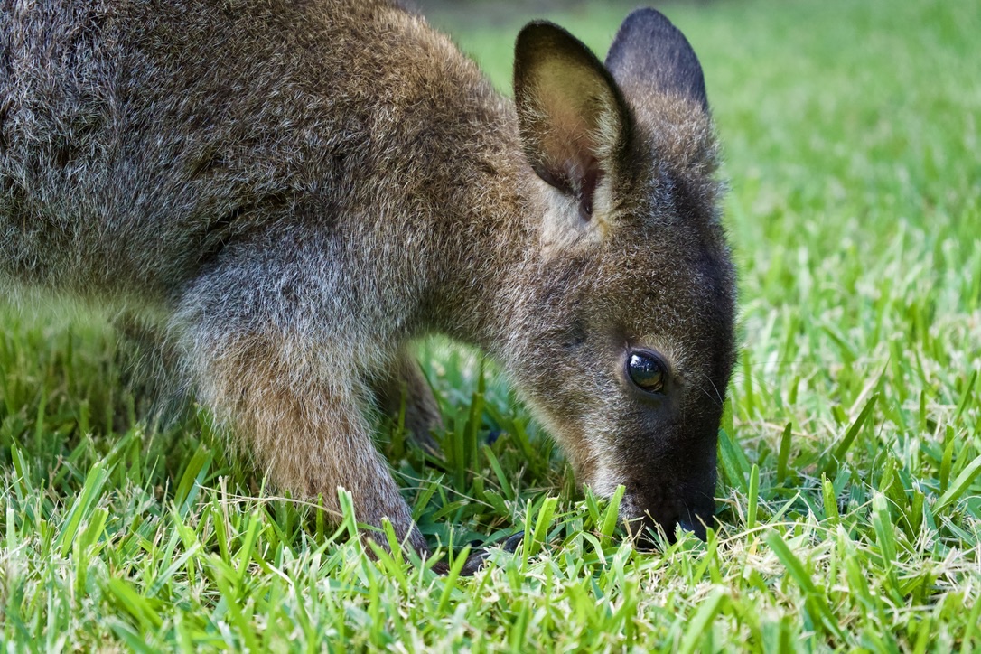 The wallaby grazing on fresh green grass