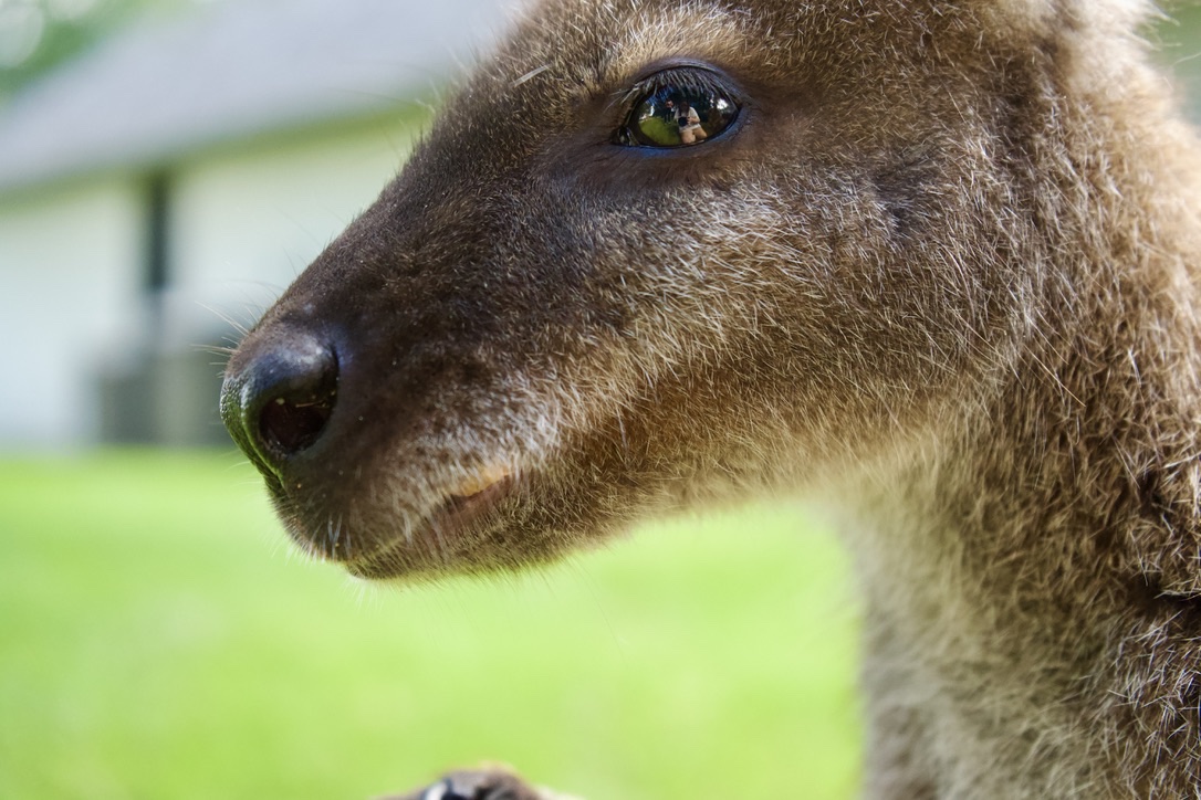 A close-up of the wallaby’s nose and eye