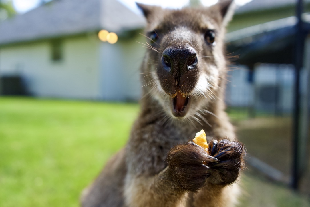 The wallaby holding a treat with both paws, mouth open