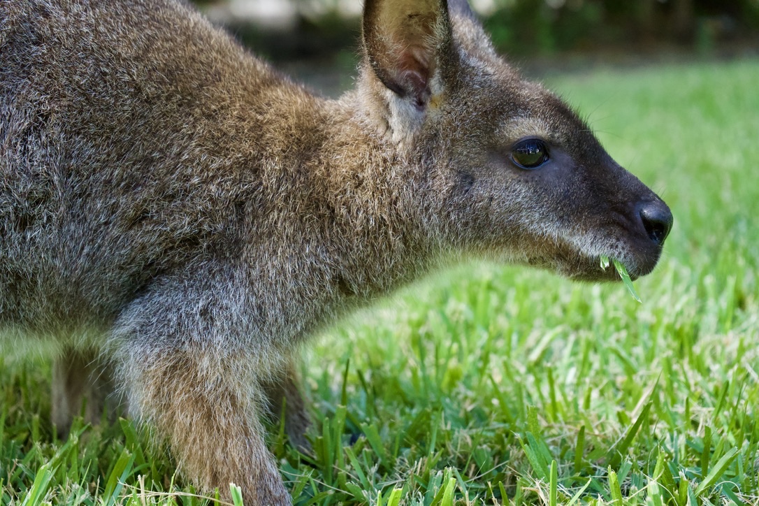 The wallaby chewing a blade of grass