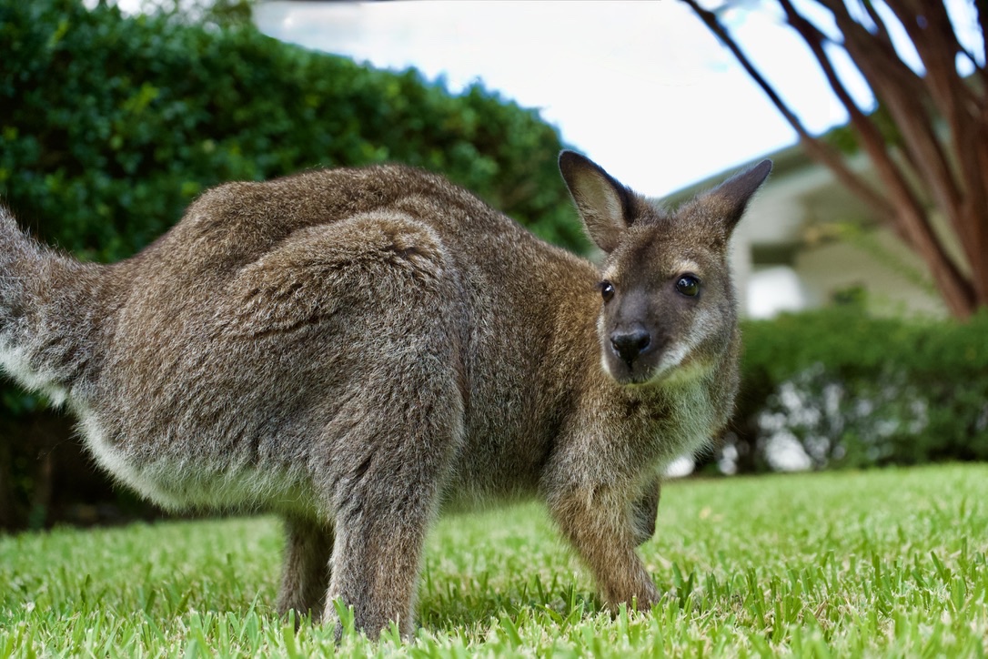 The wallaby standing in the yard, looking at the camera