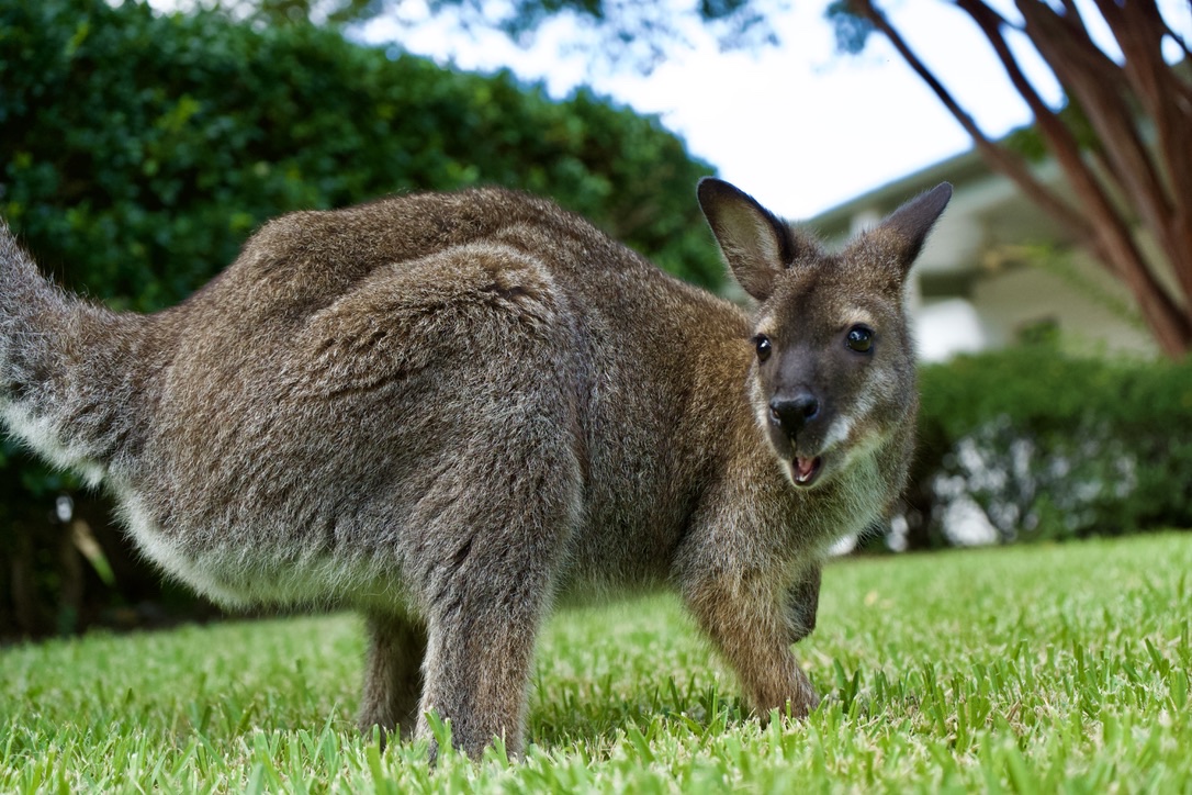 The wallaby standing in the yard with mouth open mid-chew